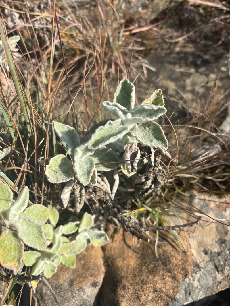 Helichrysum homilochrysum photo 5