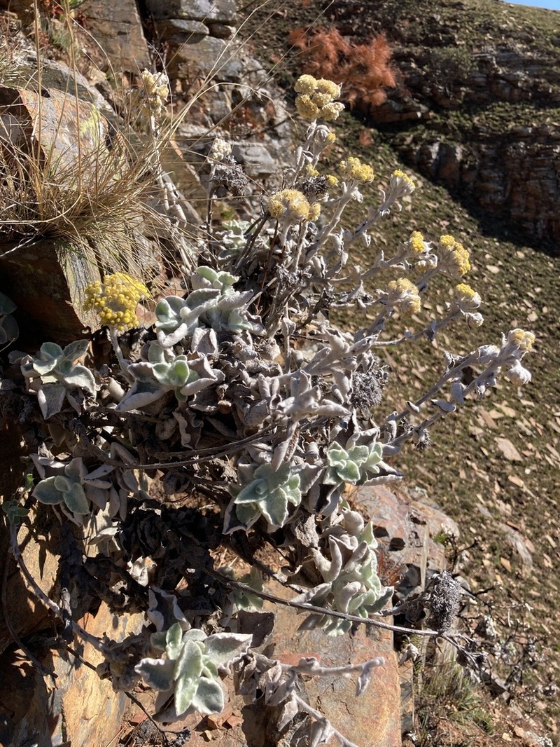 Helichrysum homilochrysum photo 6