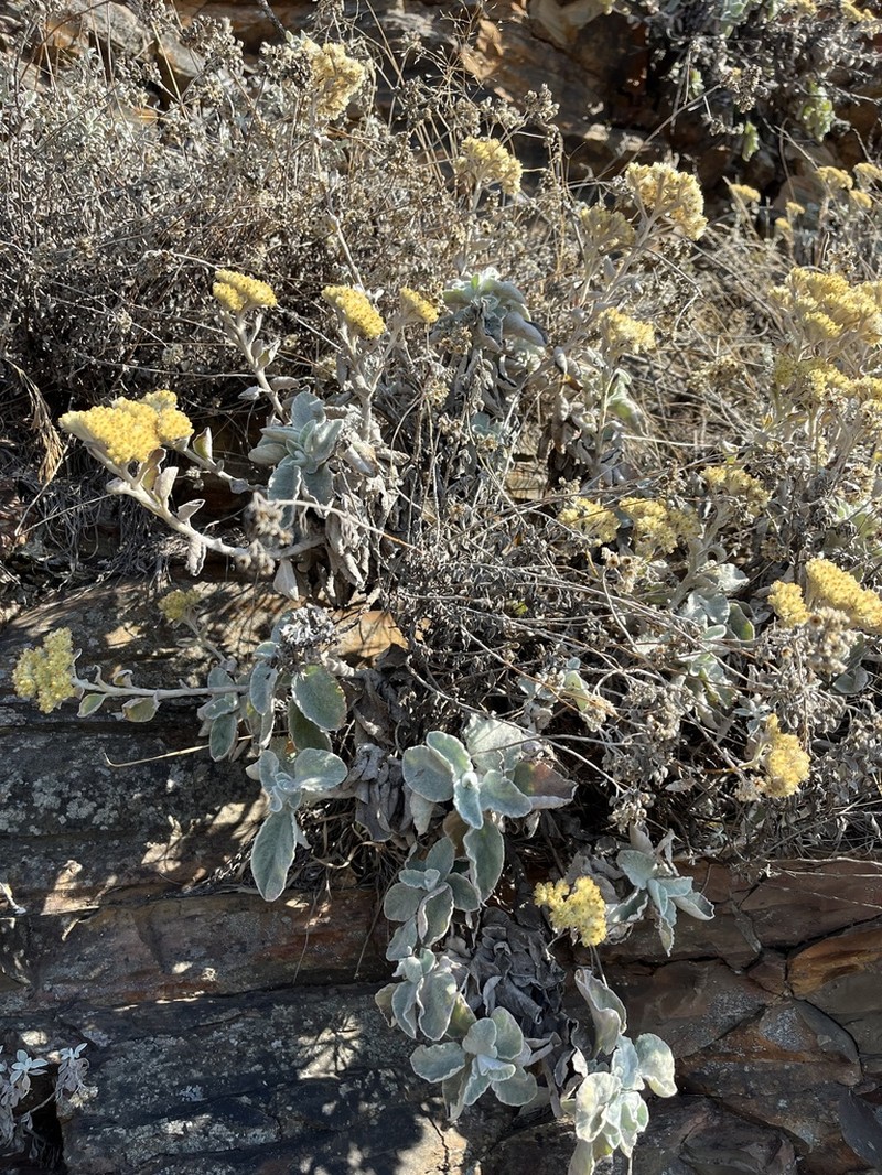 Helichrysum homilochrysum photo 7