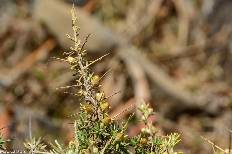 Helichrysum horridum photo 2