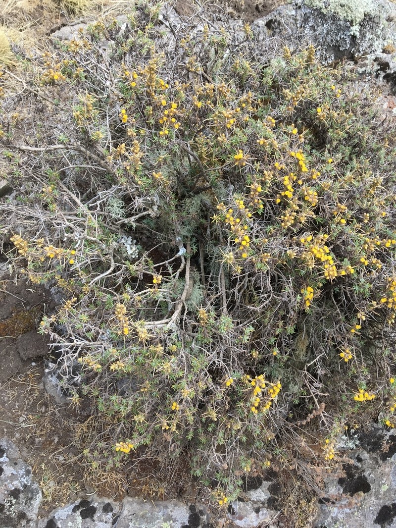 Helichrysum horridum photo 4