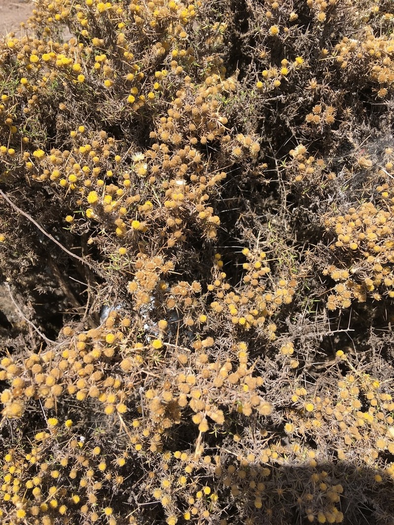 Helichrysum horridum photo 5