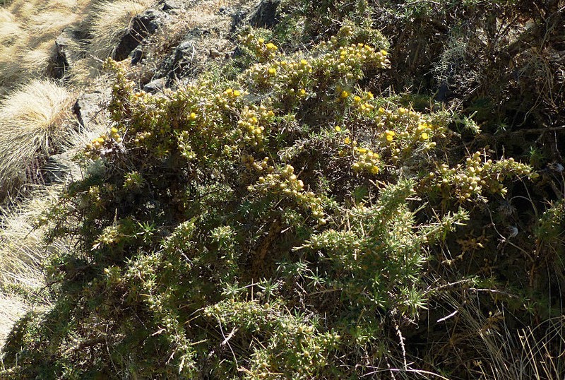 Helichrysum horridum photo 7