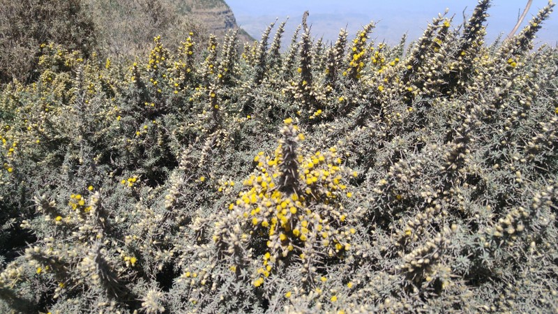 Helichrysum horridum photo 8