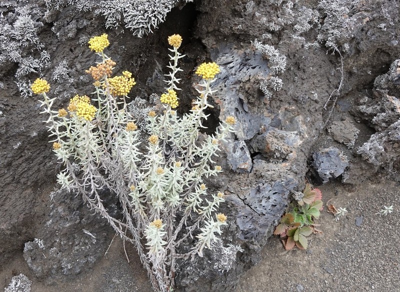 Helichrysum humblotii