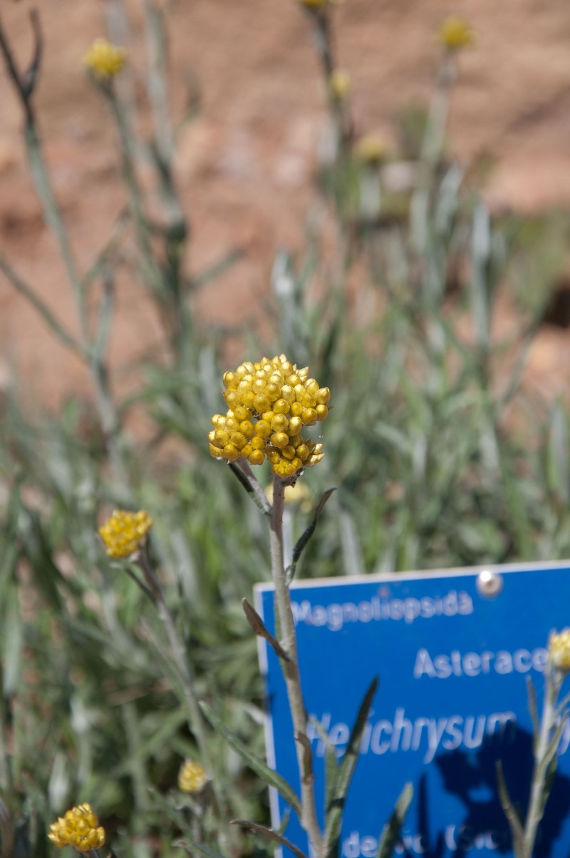 Helichrysum hyblaeum