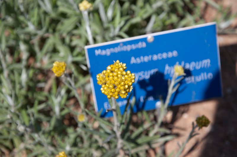 Helichrysum hyblaeum photo 2