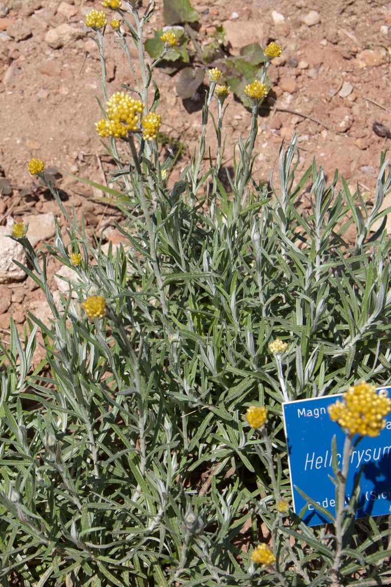 Helichrysum hyblaeum photo 3