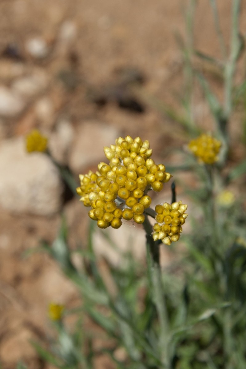 Helichrysum hyblaeum photo 4