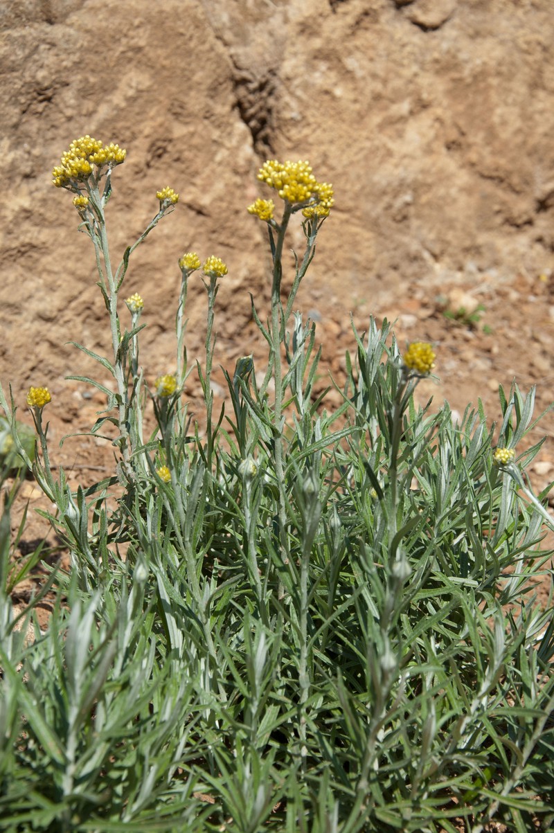 Helichrysum hyblaeum photo 5