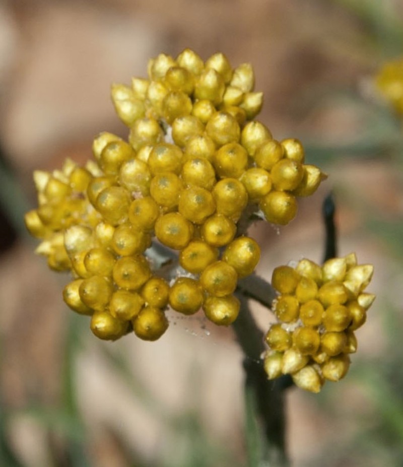 Helichrysum hyblaeum photo 6