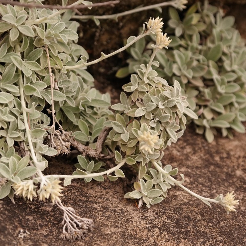 Helichrysum hyphocephalum