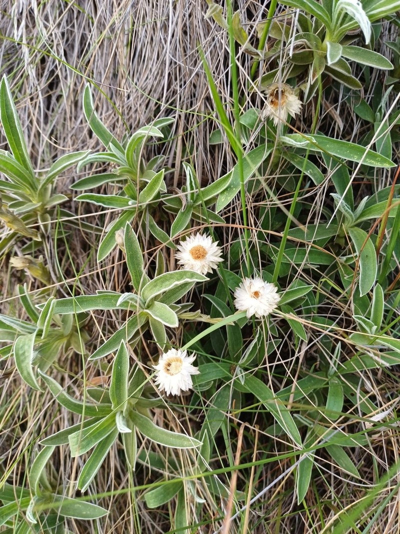 Helichrysum hyphocephalum photo 2