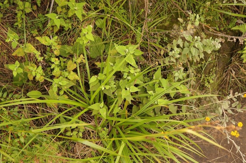 Helichrysum hypoleucum photo 2