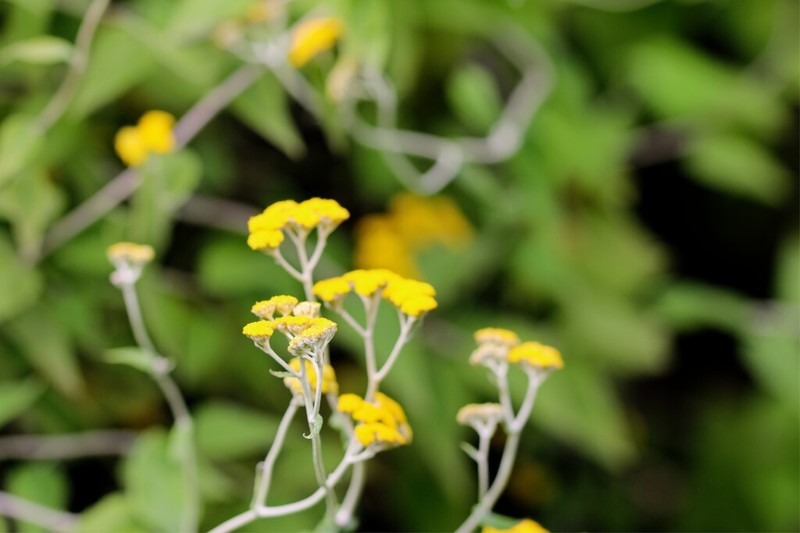 Helichrysum hypoleucum photo 3