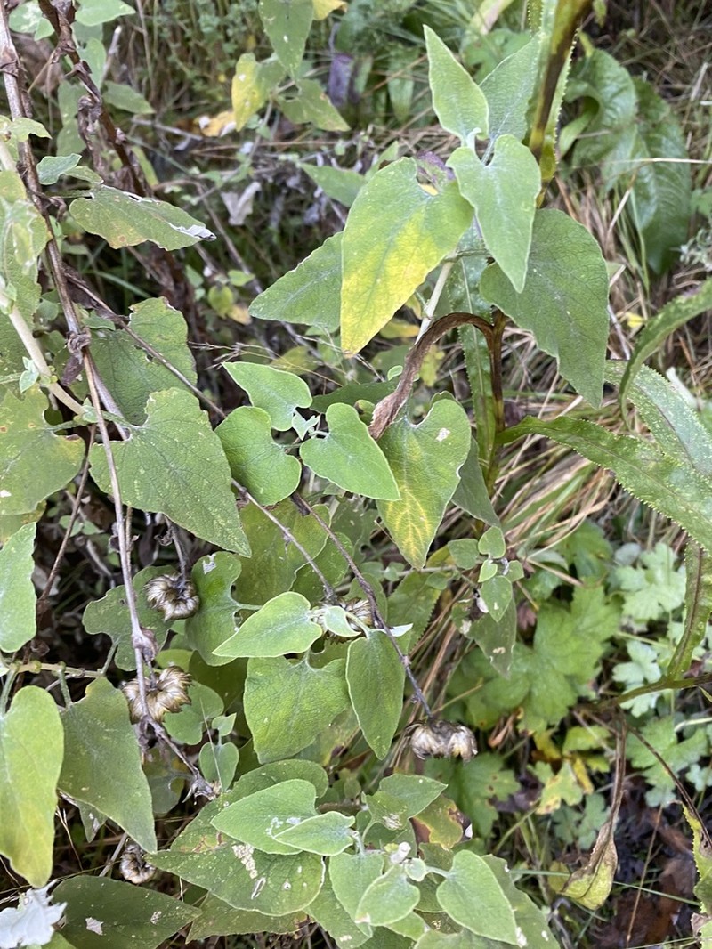 Helichrysum hypoleucum photo 4