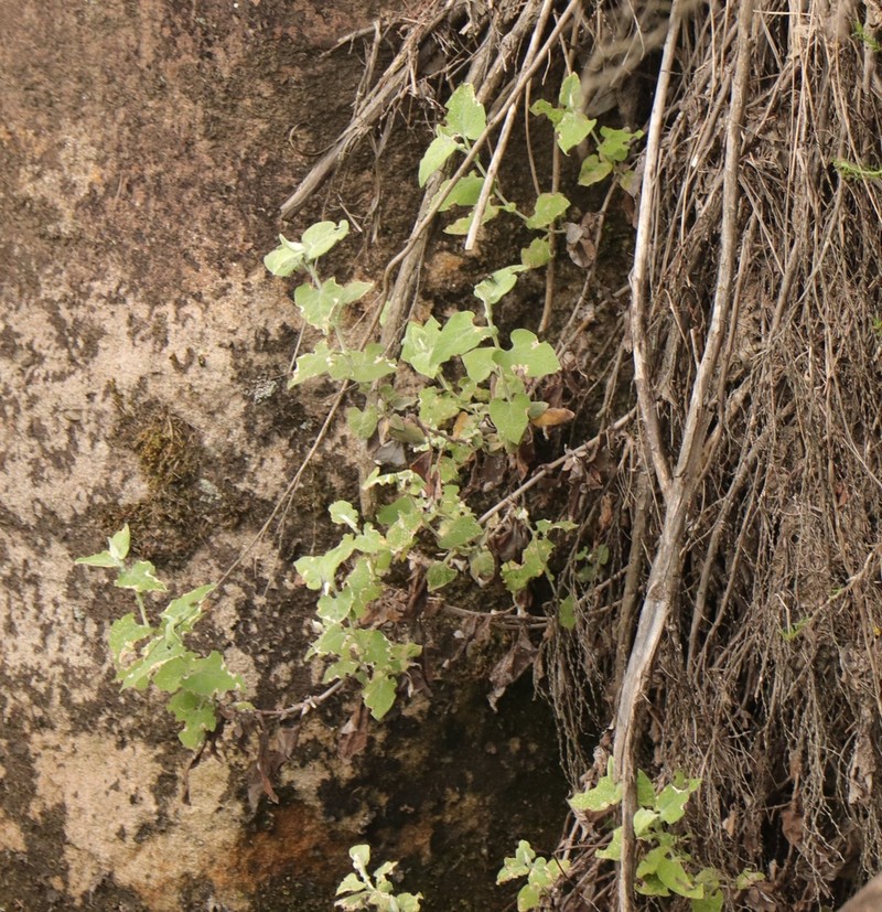 Helichrysum hypoleucum photo 5