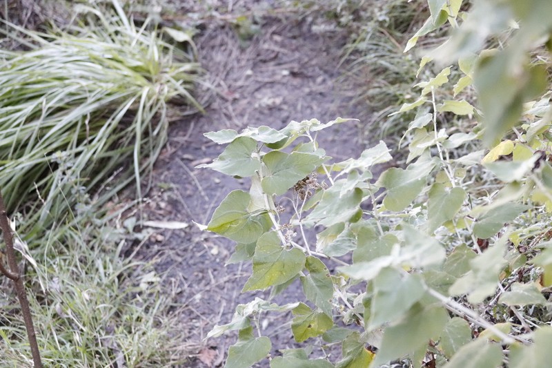 Helichrysum hypoleucum photo 6