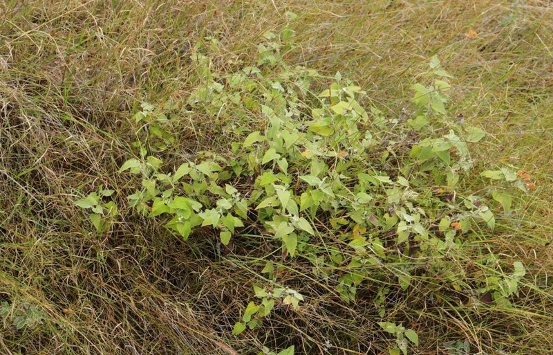 Helichrysum hypoleucum photo 7