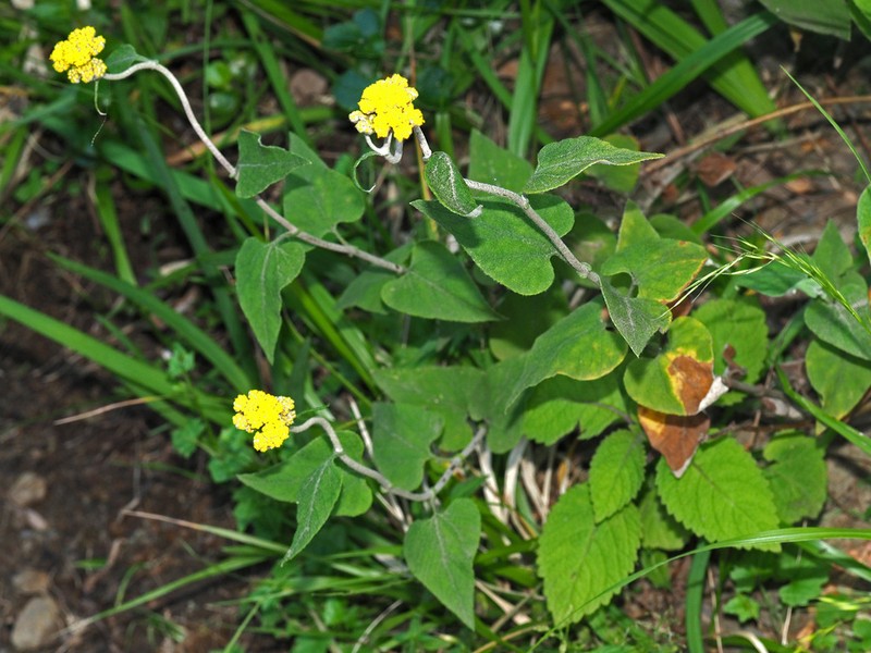 Helichrysum hypoleucum photo 8