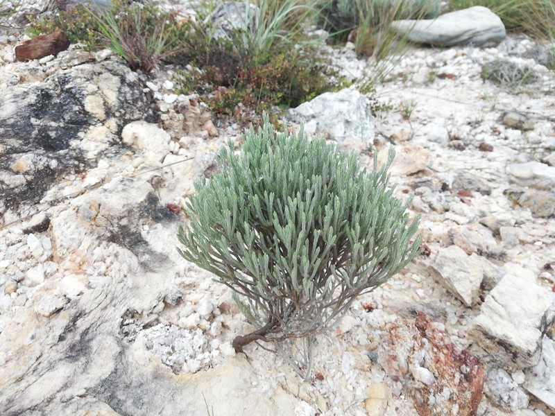 Helichrysum ibityense