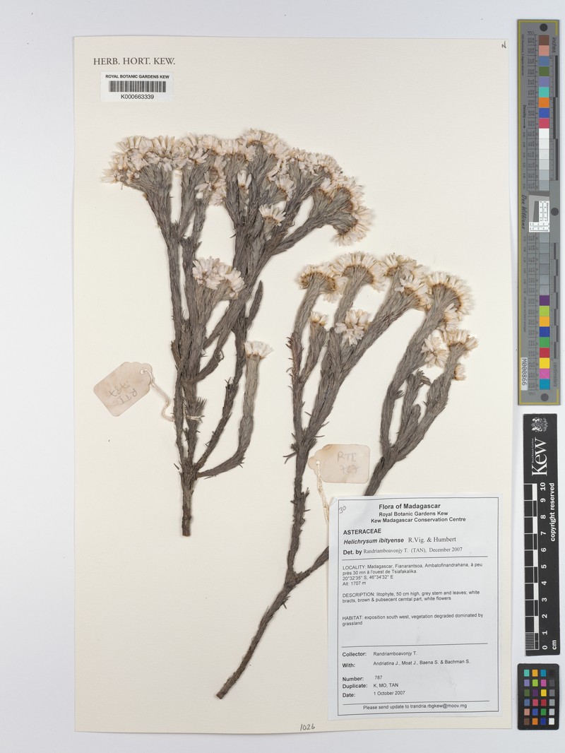 Helichrysum ibityense photo 3