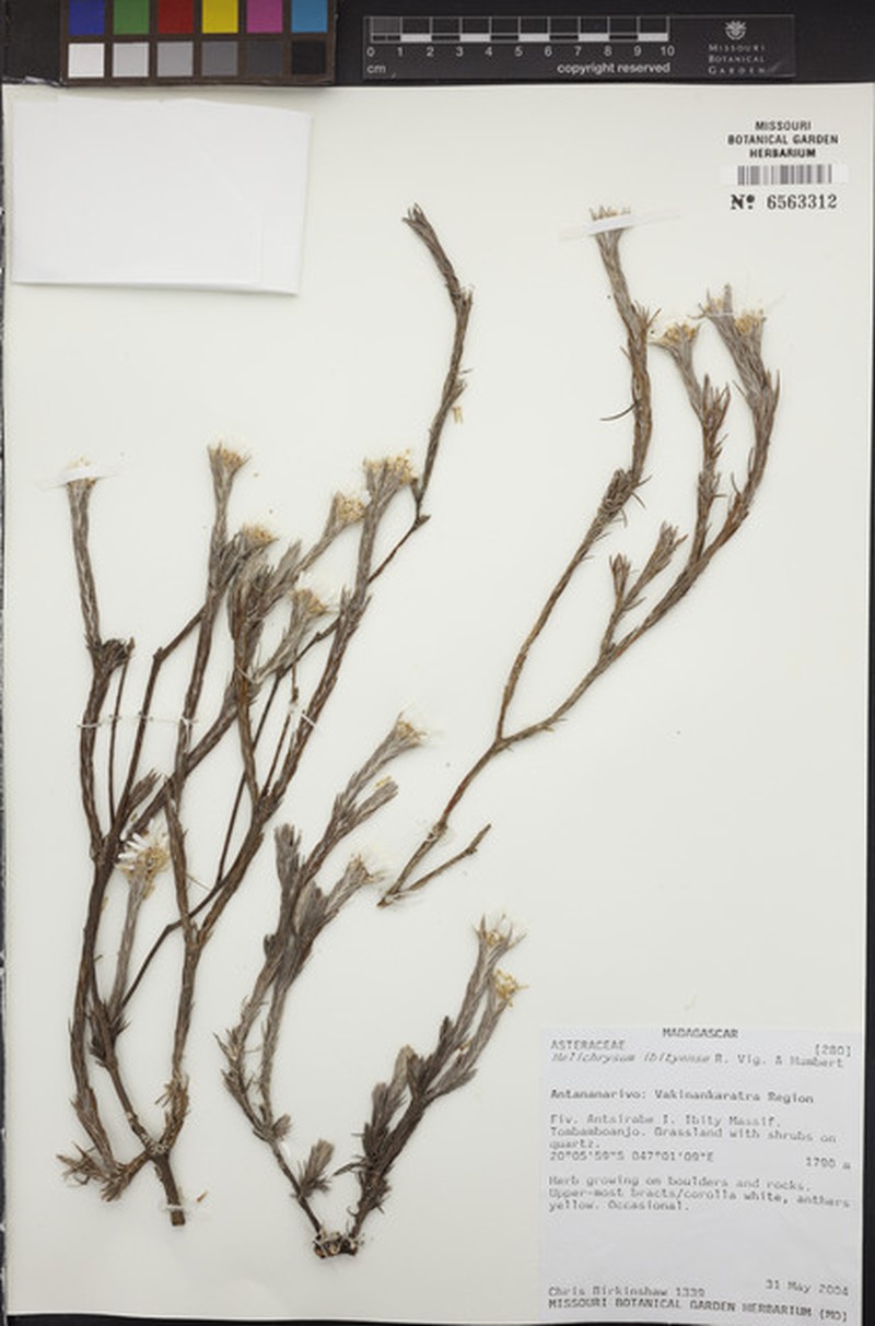 Helichrysum ibityense photo 4