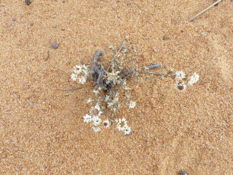 Helichrysum incarnatum