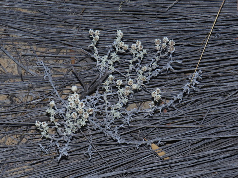 Helichrysum incarnatum photo 2