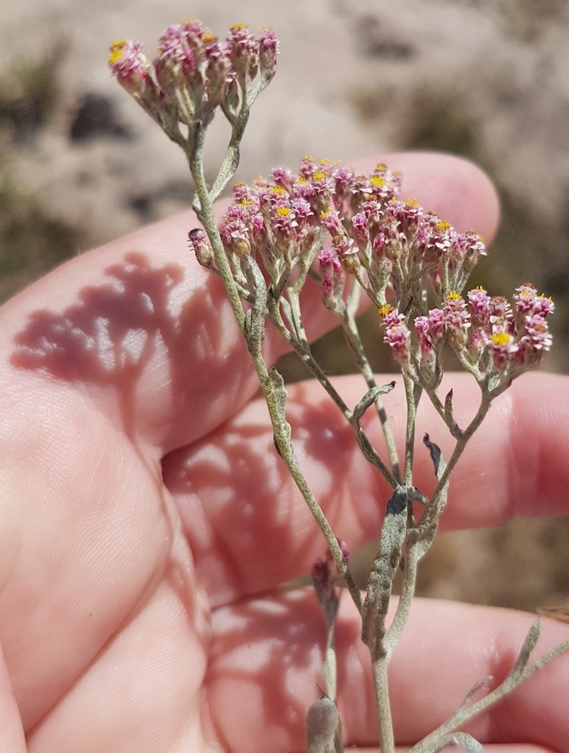 Helichrysum indicum