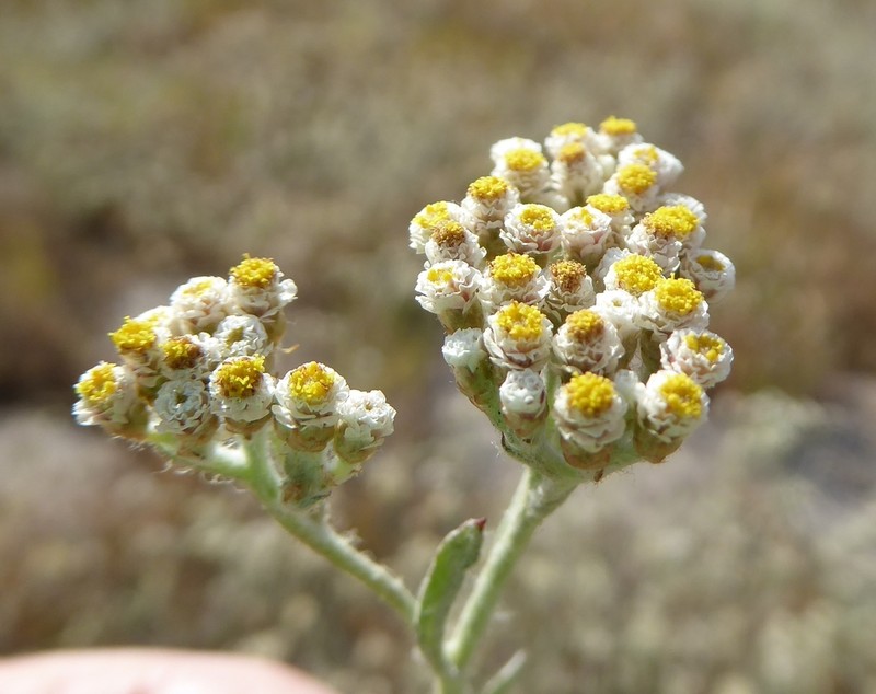 Helichrysum indicum photo 2