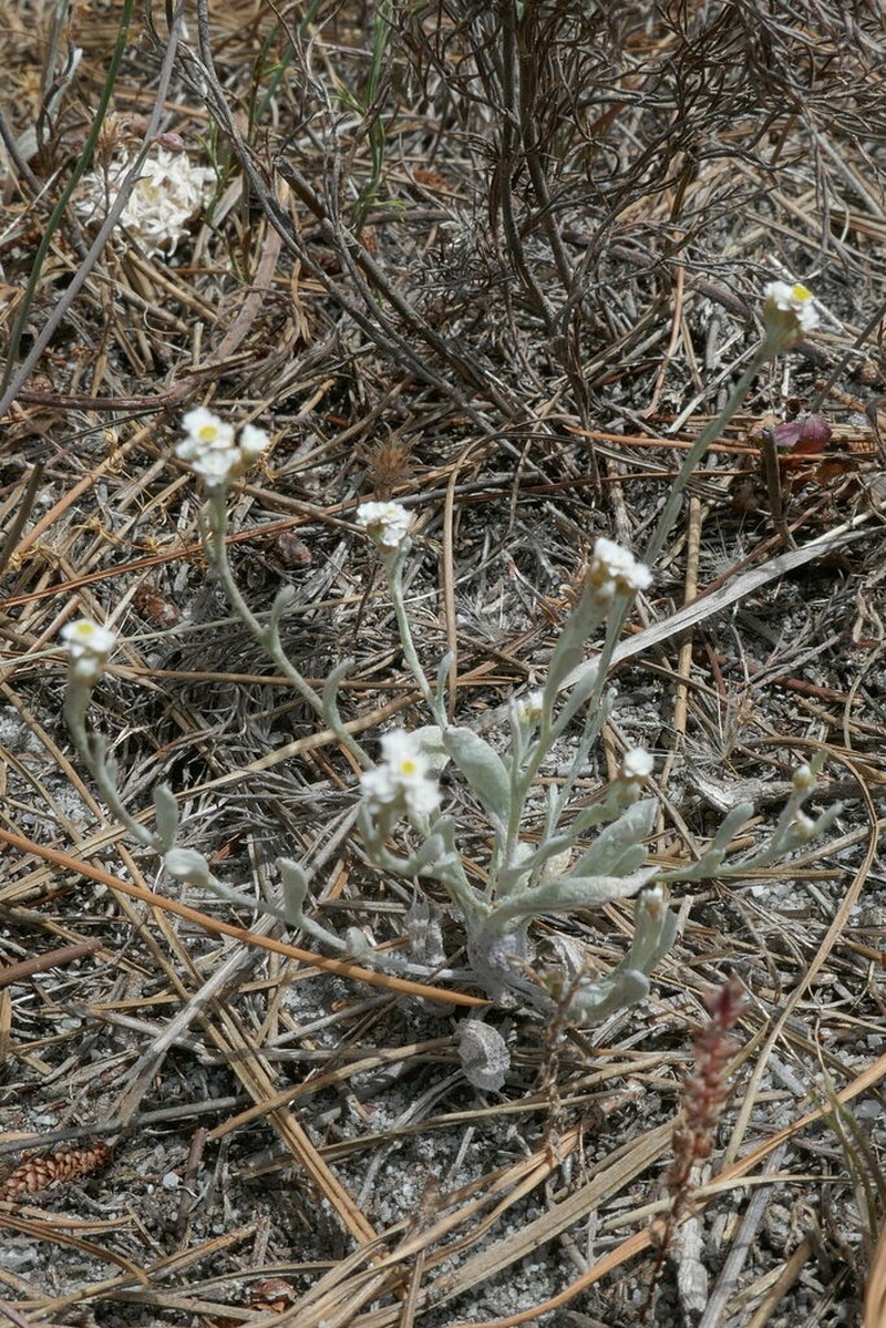 Helichrysum indicum photo 3