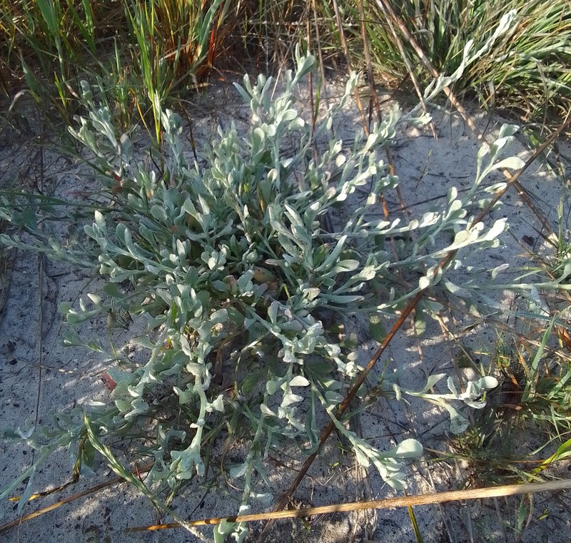 Helichrysum indicum photo 4