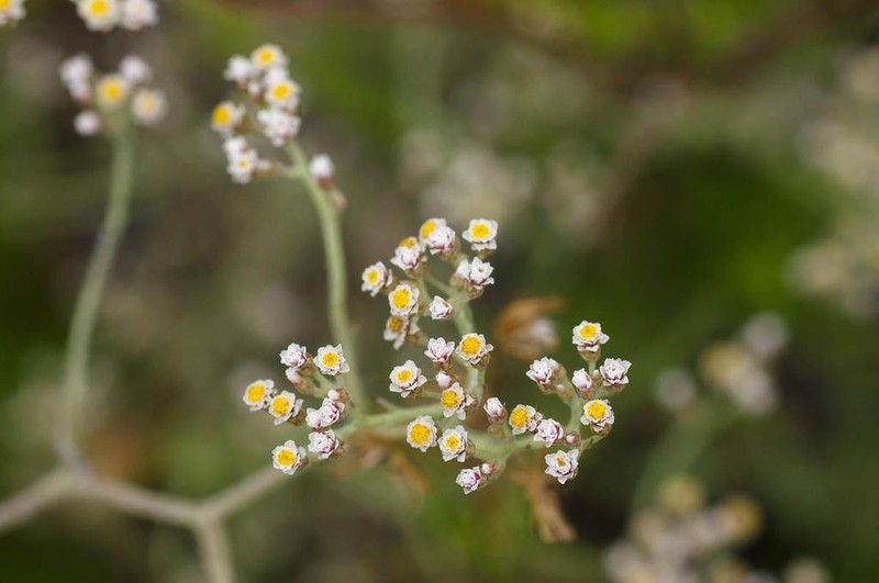 Helichrysum indicum photo 5