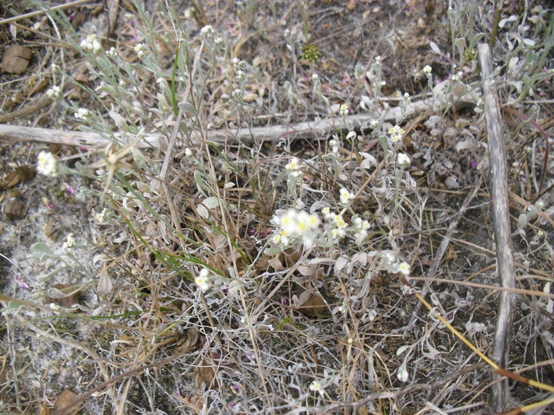 Helichrysum indicum photo 6