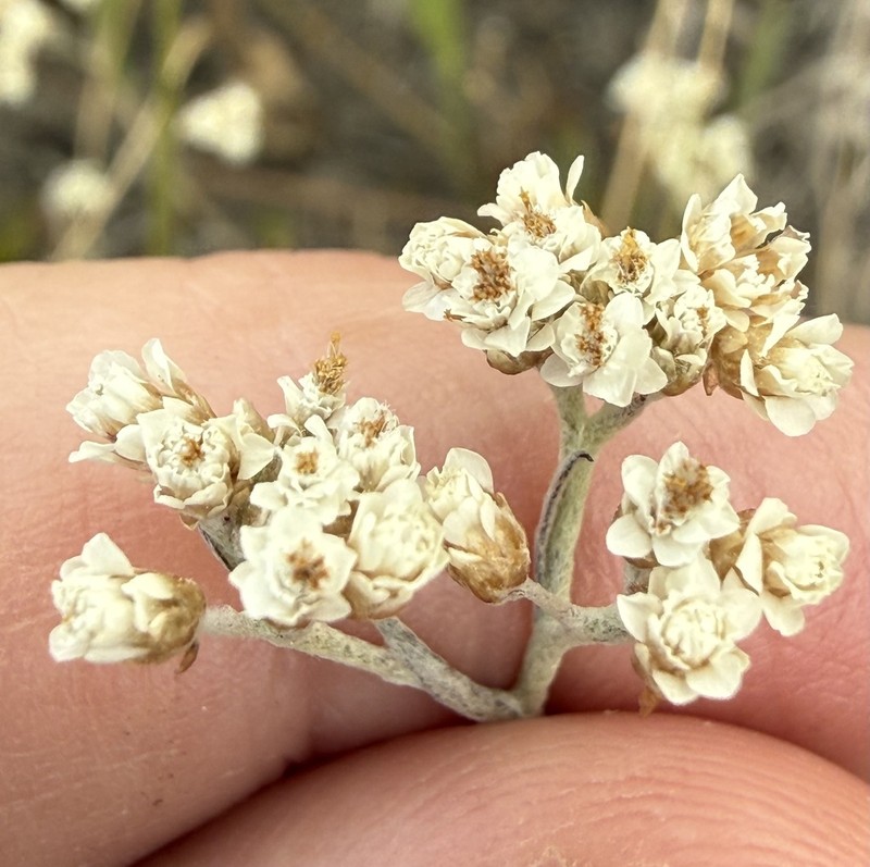 Helichrysum indicum photo 7