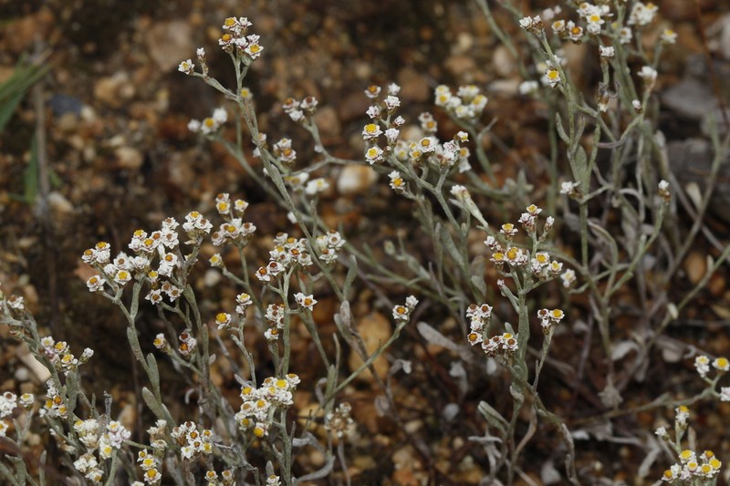 Helichrysum indicum photo 8