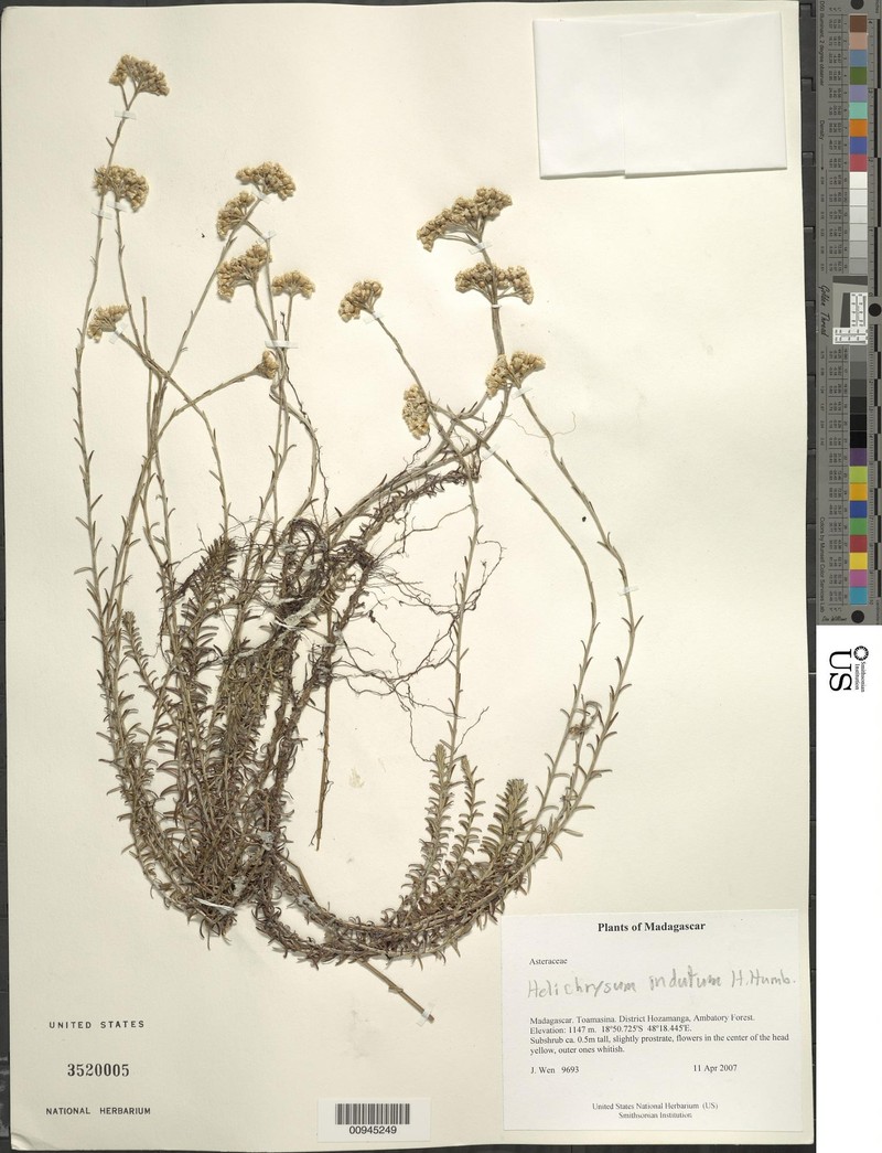 Helichrysum indutum