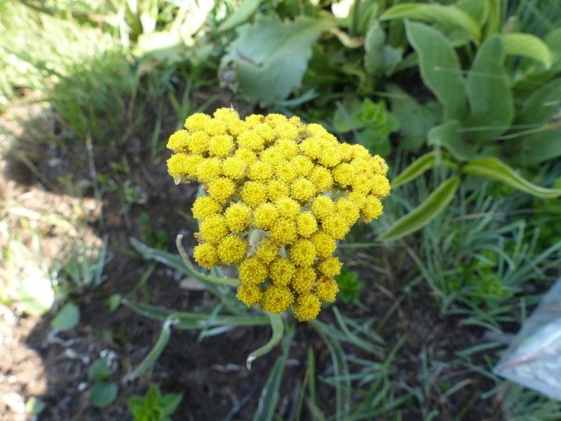Helichrysum inornatum