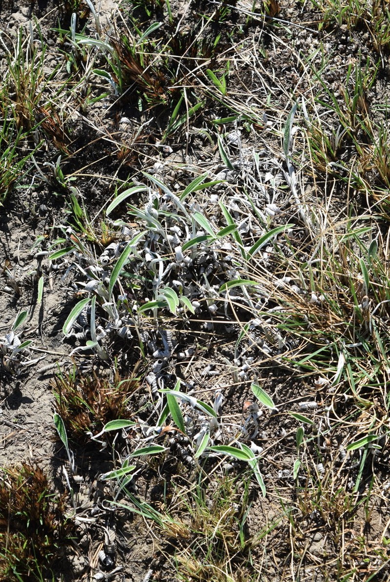 Helichrysum inornatum photo 2