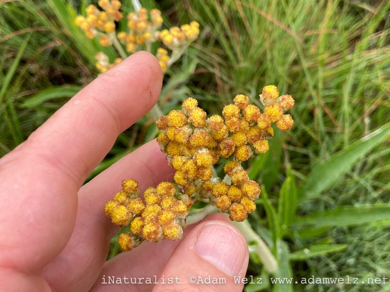Helichrysum inornatum photo 3