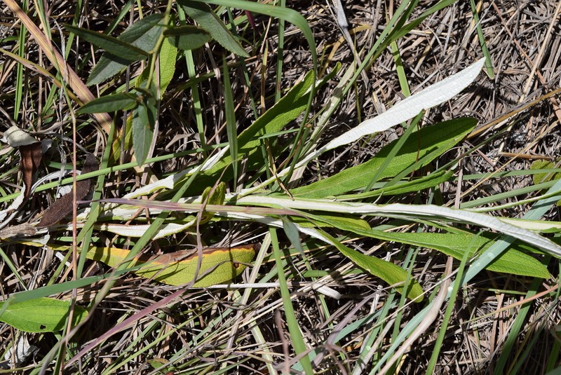 Helichrysum inornatum photo 4