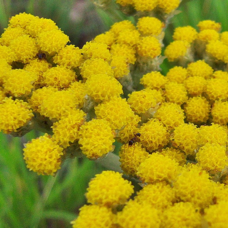 Helichrysum inornatum photo 5
