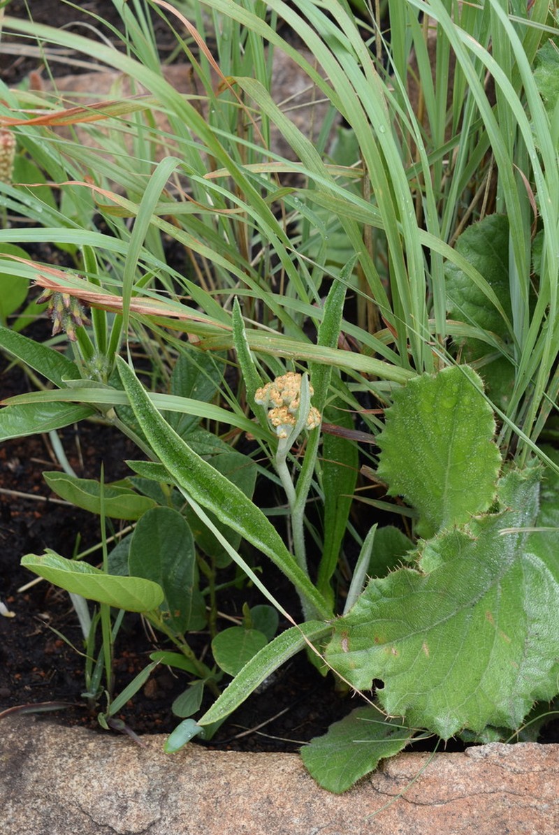 Helichrysum inornatum photo 6