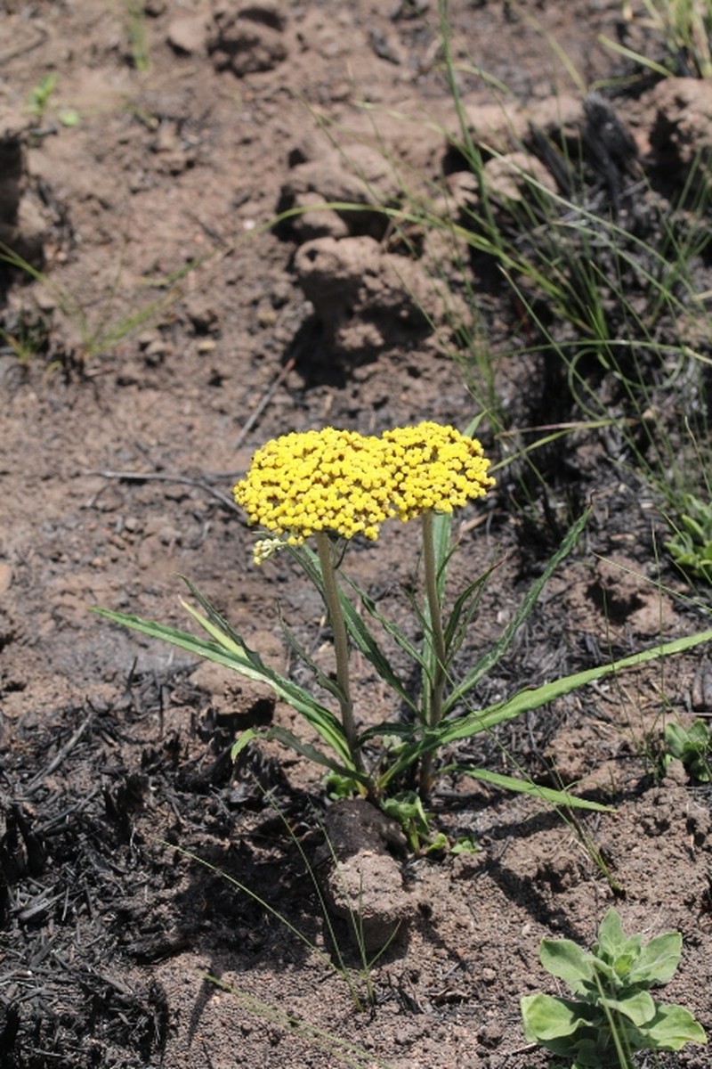 Helichrysum inornatum photo 7