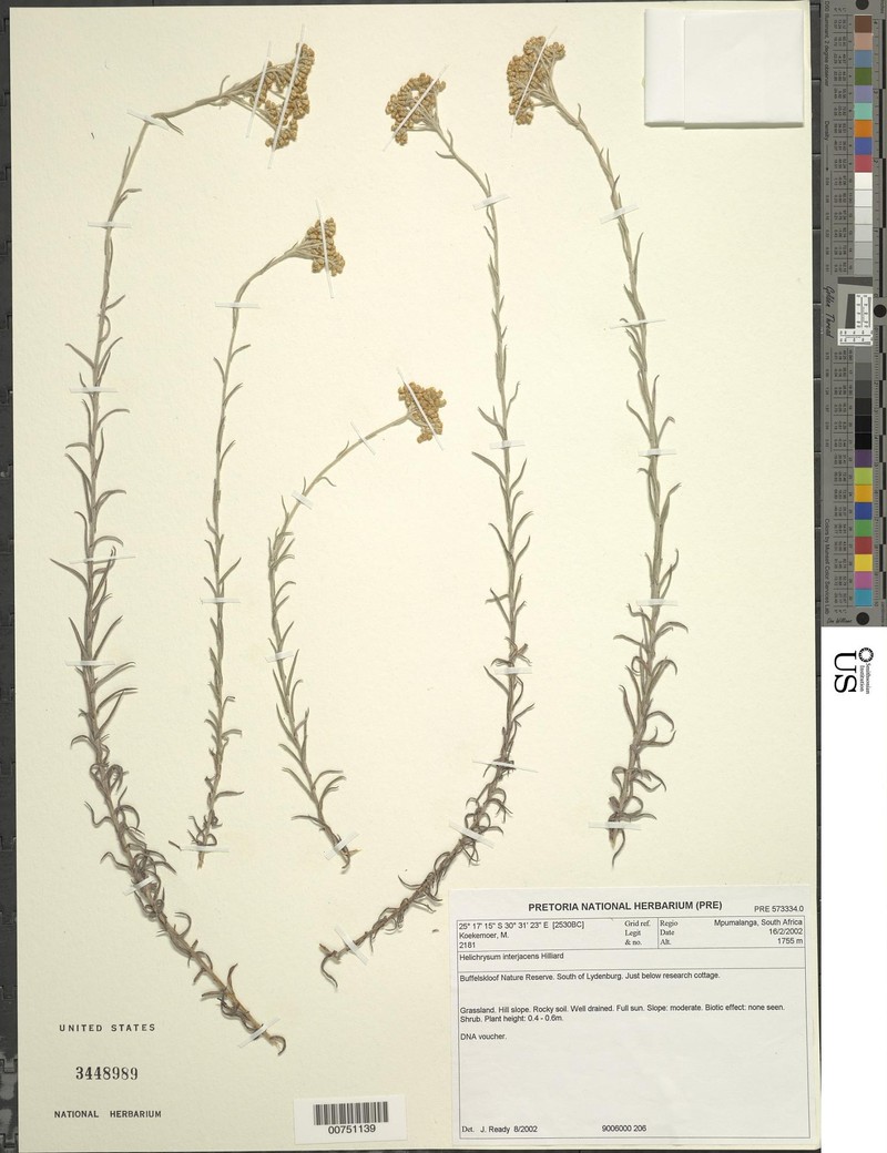 Helichrysum interjacens