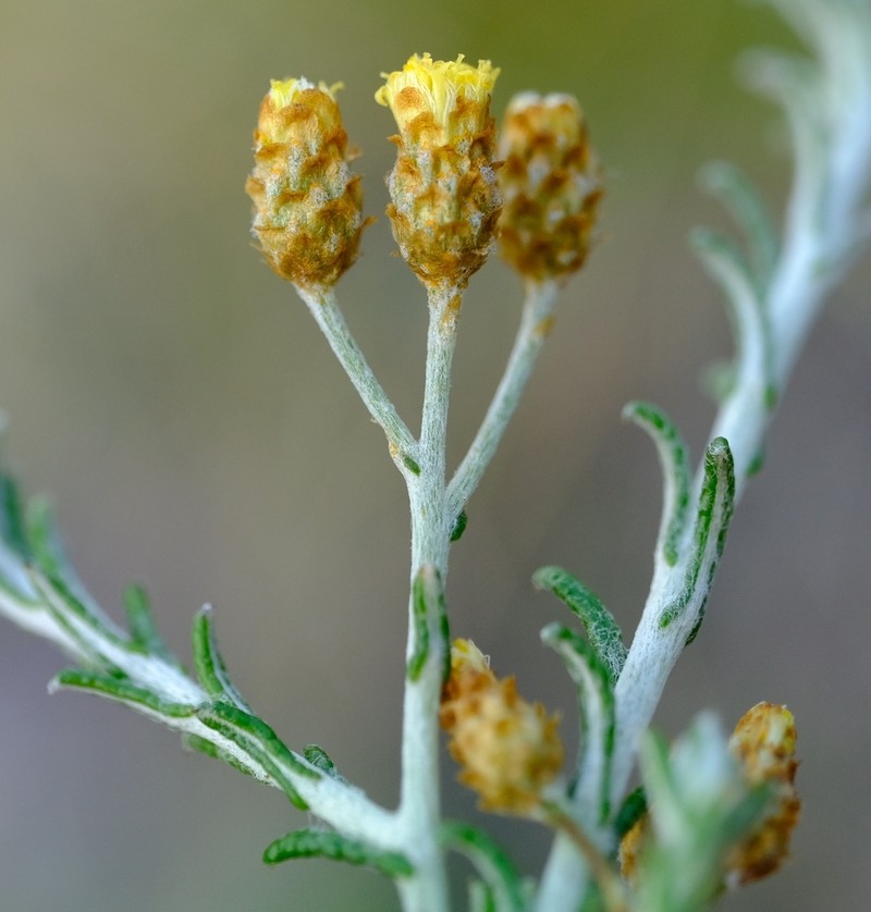 Helichrysum interzonale photo 2