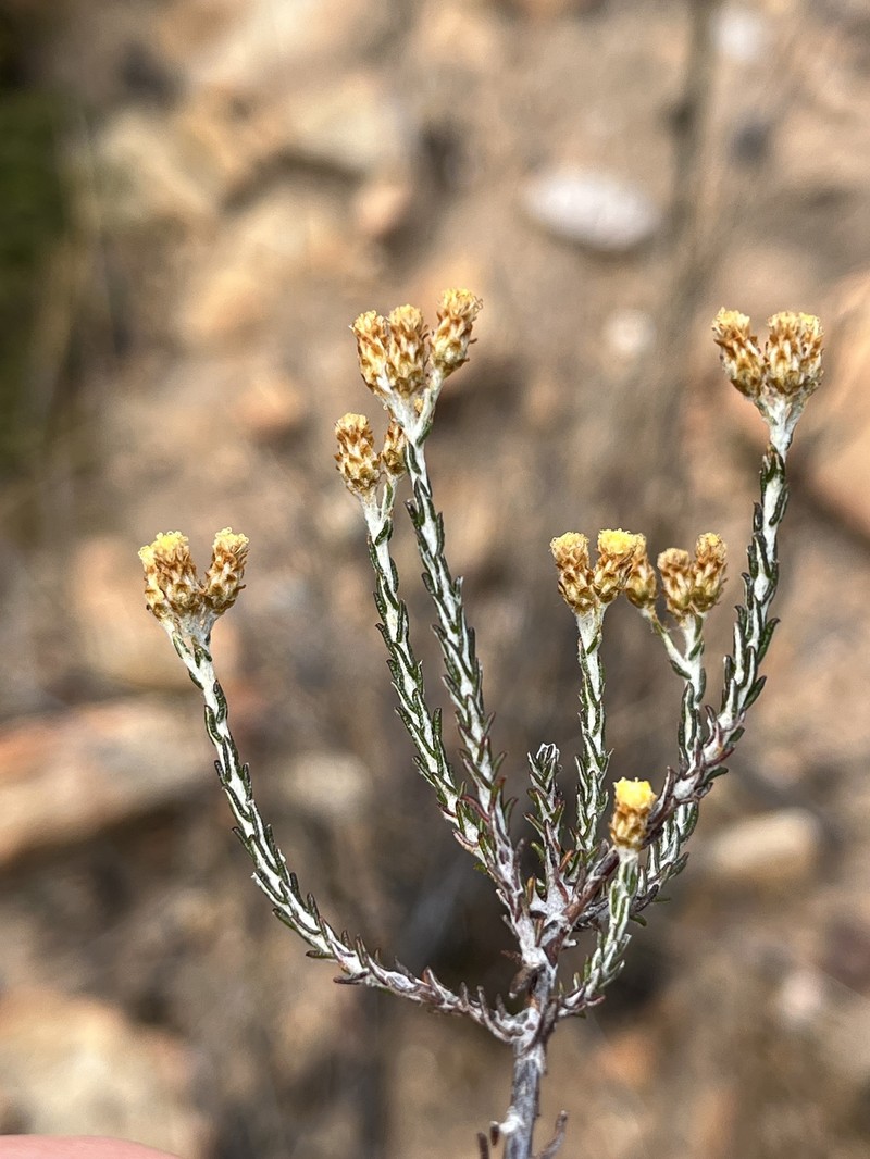 Helichrysum interzonale photo 3