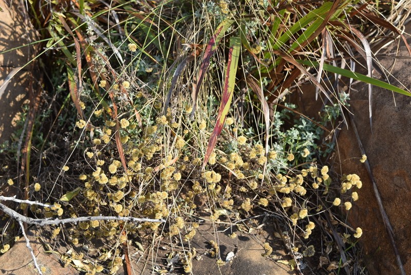 Helichrysum intricatum