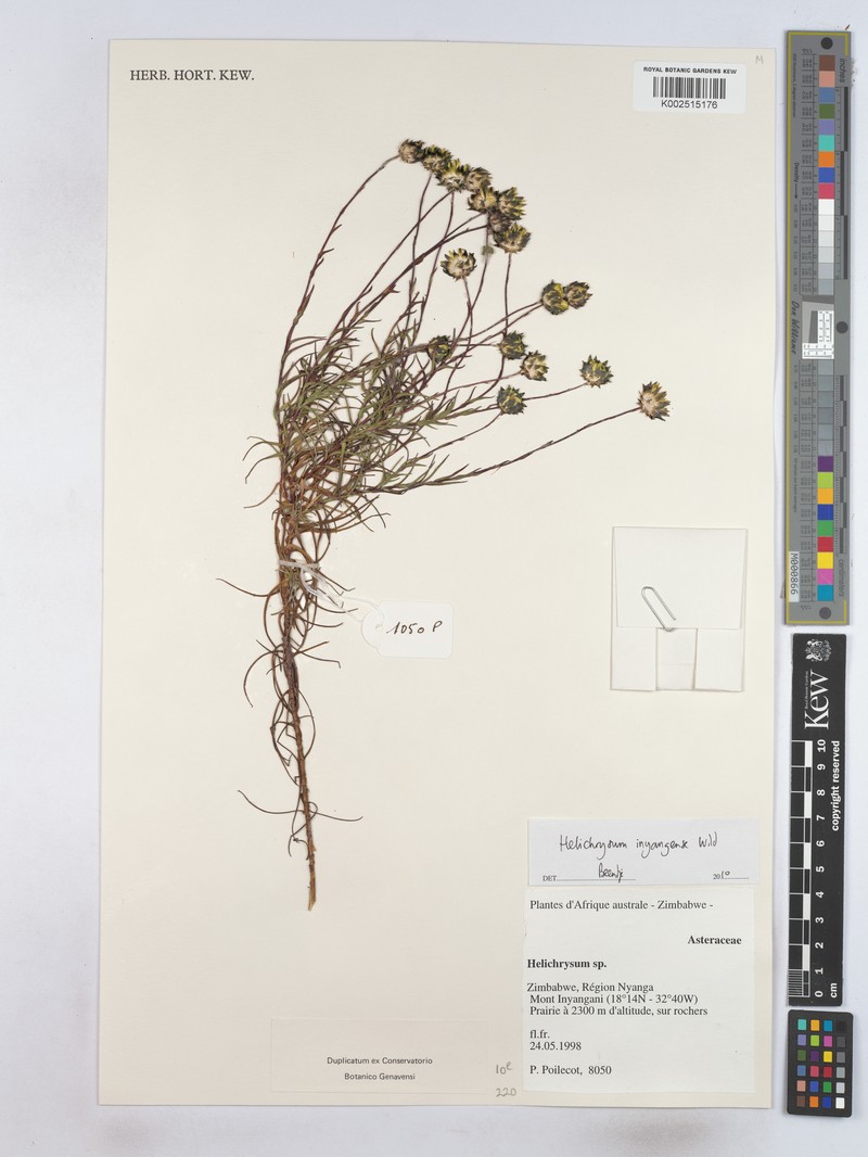 Helichrysum inyangense